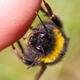 Illustration for article titled To bee, or not to bee